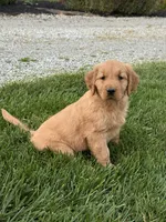 Remi, a female Golden Retriever for sale in Dundee, OH – 4 of 6