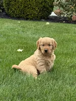 Paris, a female Golden Retriever for sale in Dundee, OH – 3 of 6