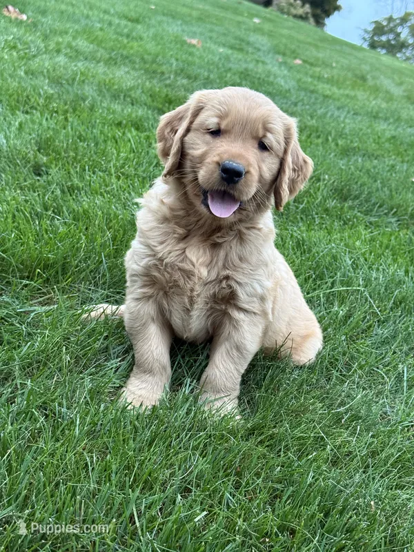 Nash – Golden Retriever puppy for sale in Dundee, OH