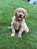 Nash, a male Golden Retriever for sale in Dundee, OH – 1 of 6