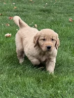 Neo, a male Golden Retriever for sale in Dundee, OH – 3 of 7
