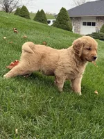 Neo, a male Golden Retriever for sale in Dundee, OH – 4 of 7