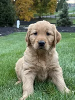 Zara, a female Golden Retriever for sale in Dundee, OH – 4 of 6