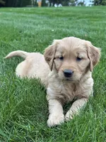 River, a female Golden Retriever for sale in Dundee, OH – 3 of 5