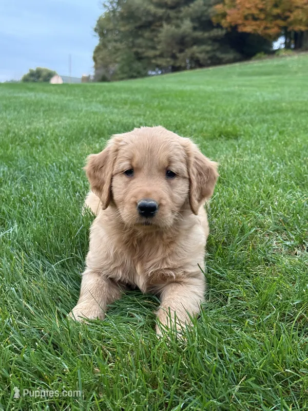 Remi – Golden Retriever puppy for sale in Dundee, OH