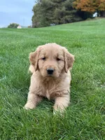 Remi, a female Golden Retriever for sale in Dundee, OH – 1 of 6