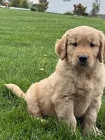 Maven, a male Golden Retriever for sale in Dundee, OH – 7 of 7
