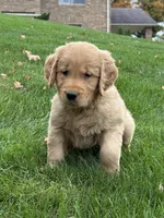 Neo, a male Golden Retriever for sale in Dundee, OH – 2 of 7