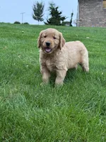 Nash, a male Golden Retriever for sale in Dundee, OH – 5 of 6