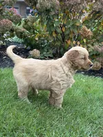 Paris, a female Golden Retriever for sale in Dundee, OH – 4 of 6