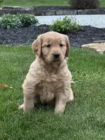 River, a female Golden Retriever for sale in Dundee, OH – 2 of 5