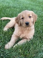 Remi, a female Golden Retriever for sale in Dundee, OH – 2 of 6