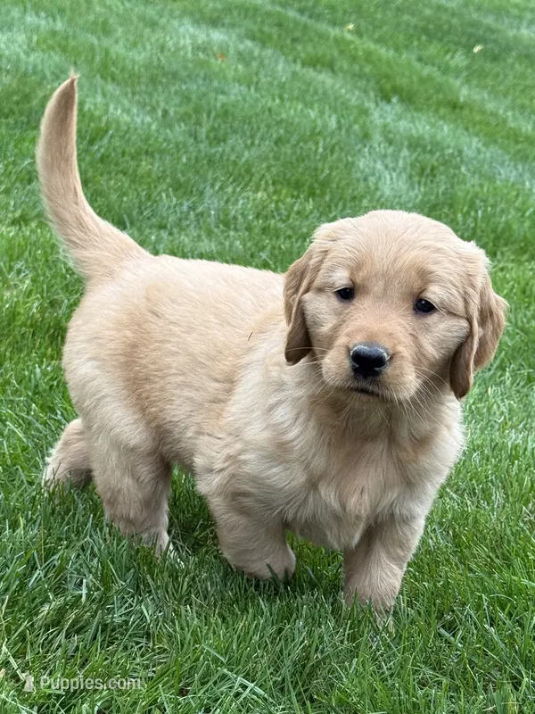 Monet – Golden Retriever puppy for sale in Dundee, OH