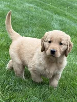 Monet, a female Golden Retriever for sale in Dundee, OH – 1 of 7