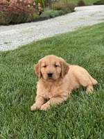 Remi, a female Golden Retriever for sale in Dundee, OH – 6 of 6