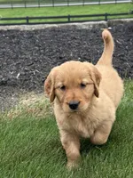 Zena, a female Golden Retriever for sale in Dundee, OH – 2 of 5