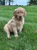 Nash, a male Golden Retriever for sale in Dundee, OH – 6 of 6