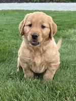 Zara, a female Golden Retriever for sale in Dundee, OH – 6 of 6