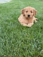 Remi, a female Golden Retriever for sale in Dundee, OH – 5 of 6