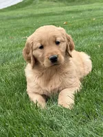 Monet, a female Golden Retriever for sale in Dundee, OH – 4 of 7