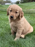 Monet, a female Golden Retriever for sale in Dundee, OH – 5 of 7