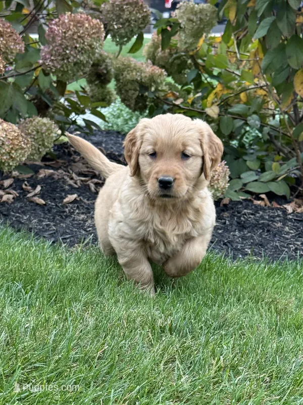 Paris – Golden Retriever puppy for sale in Dundee, OH