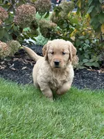Paris, a female Golden Retriever for sale in Dundee, OH – 1 of 6