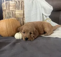 Maple, a female Miniature Goldendoodle for sale in Bluffton, IN – 4 of 9