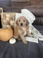 Ranger, a male Miniature Goldendoodle for sale in Bluffton, IN – 4 of 8