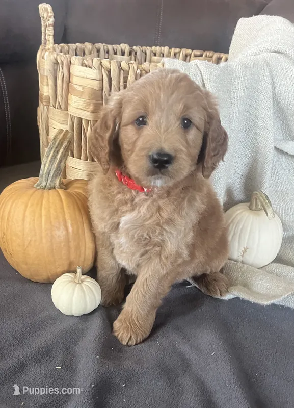 Buster – Miniature Goldendoodle puppy for sale in Bluffton, IN