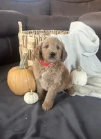 Buster, a male Miniature Goldendoodle for sale in Bluffton, IN – 3 of 9