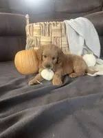 Rusty, a male Miniature Goldendoodle for sale in Bluffton, IN – 3 of 7