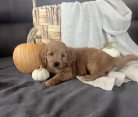 Maple, a female Miniature Goldendoodle for sale in Bluffton, IN – 2 of 9