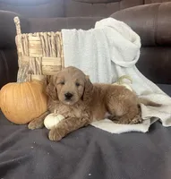 Buster, a male Miniature Goldendoodle for sale in Bluffton, IN – 5 of 9