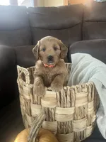 Pumpkin , a female Miniature Goldendoodle for sale in Bluffton, IN – 6 of 10