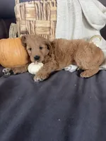 Autumn, a female Miniature Goldendoodle for sale in Bluffton, IN – 4 of 7