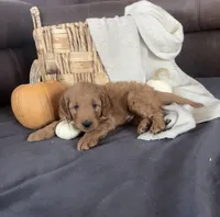Gus, a male Miniature Goldendoodle for sale in Bluffton, IN – 4 of 9
