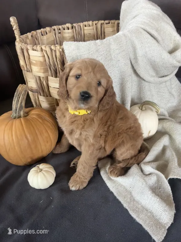 Autumn – Miniature Goldendoodle puppy for sale in Bluffton, IN