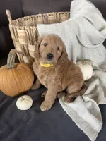 Autumn, a female Miniature Goldendoodle for sale in Bluffton, IN – 1 of 7