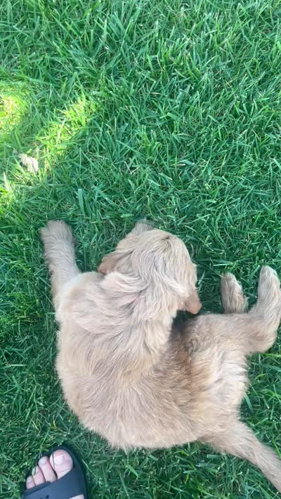 Buster, a male Miniature Goldendoodle for sale in Bluffton, IN – 9 of 9
