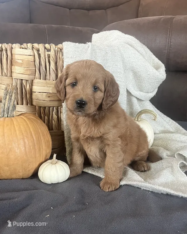 Maple – Miniature Goldendoodle puppy for sale in Bluffton, IN