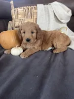 Autumn, a female Miniature Goldendoodle for sale in Bluffton, IN – 2 of 7