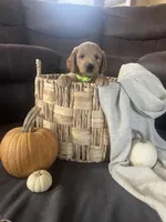 Jip, a male Miniature Goldendoodle for sale in Bluffton, IN – 4 of 9