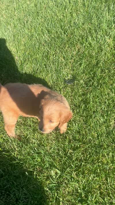 Ranger, a male Miniature Goldendoodle for sale in Bluffton, IN – 8 of 8