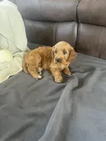 Pumpkin , a female Miniature Goldendoodle for sale in Bluffton, IN – 3 of 10
