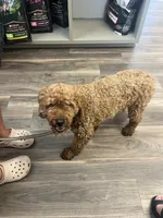 Ranger, a male Miniature Goldendoodle for sale in Bluffton, IN – 6 of 8