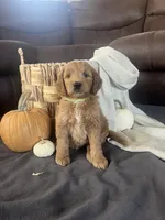 Jip, a male Miniature Goldendoodle for sale in Bluffton, IN – 3 of 9