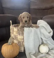 Buster, a male Miniature Goldendoodle for sale in Bluffton, IN – 2 of 9