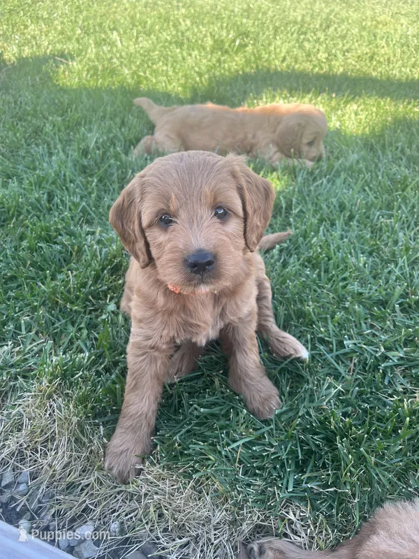 Pumpkin  – Miniature Goldendoodle puppy for sale in Bluffton, IN