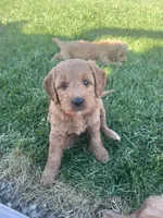 Pumpkin , a female Miniature Goldendoodle for sale in Bluffton, IN – 1 of 10